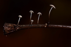 Marasmius felix