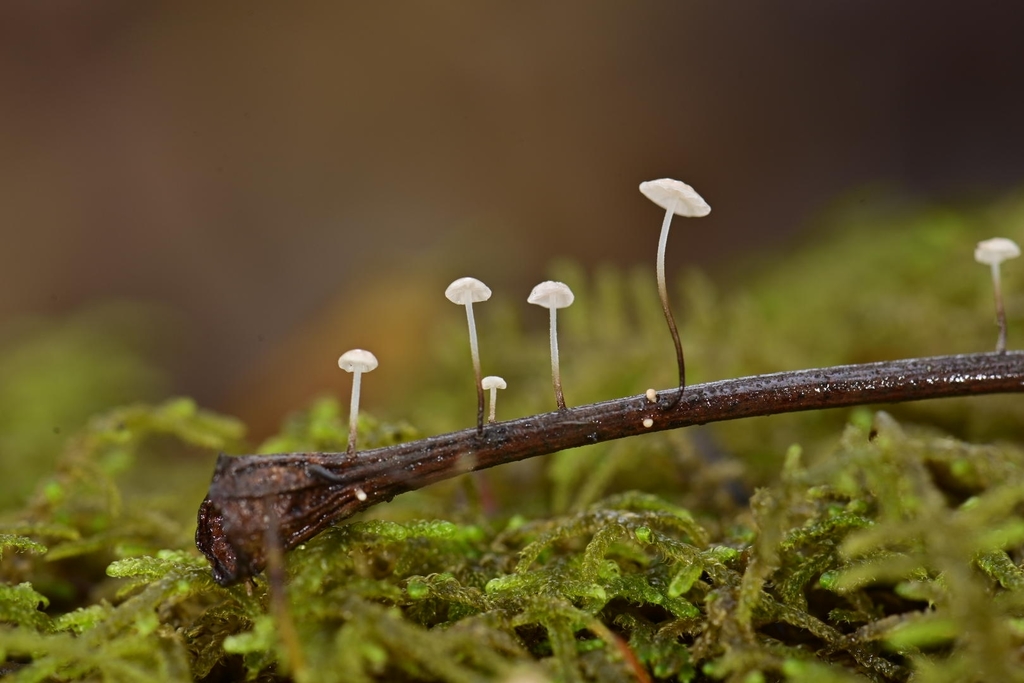 Marasmius felix
