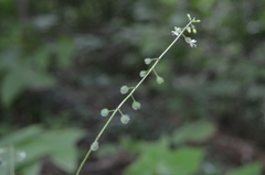 Circaea canadensis