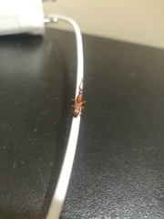 Arrhenodini