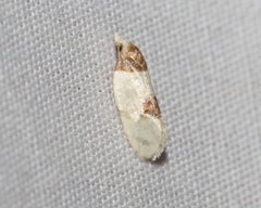 Henricus cognata