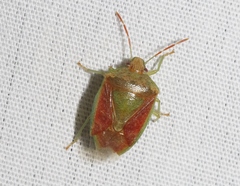 Banasa subcarnea