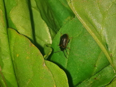 Microtheca