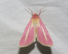 Heliocheilus julia