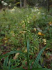 Scirpus polyphyllus