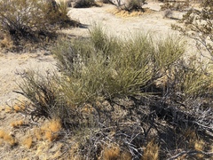 Ephedra californica