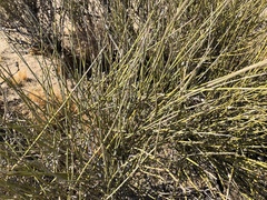 Ephedra californica