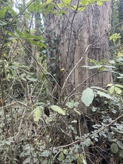 Notholithocarpus densiflorus