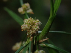 Scirpus polyphyllus