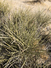 Ephedra californica
