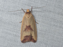 Ageletha elaeodes