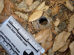 Calisoga longitarsis