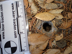 Calisoga longitarsis