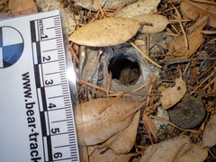 Calisoga longitarsis