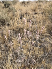 Eriogonum racemosum