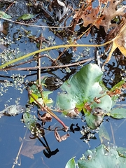 Lithobates kauffeldi