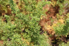 Artemisia campestris maritima