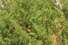Artemisia campestris maritima