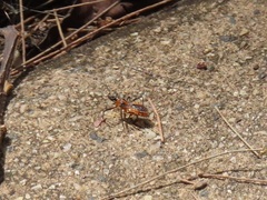 Trachylestes aspericollis
