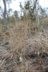 Sida hackettiana