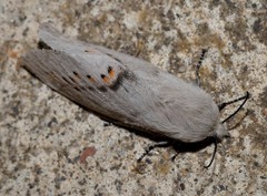 Pinara metaphaea