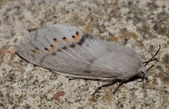 Pinara metaphaea