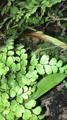 Lema togata