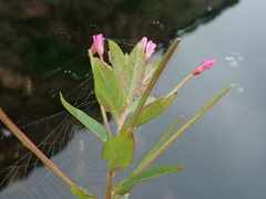 Epilobium ciliatum watsonii