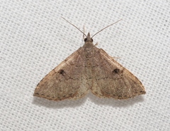 Nychioptera noctuidalis