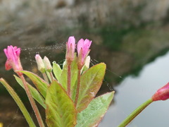 Epilobium ciliatum watsonii