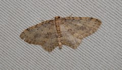 Poecilasthena scoliota