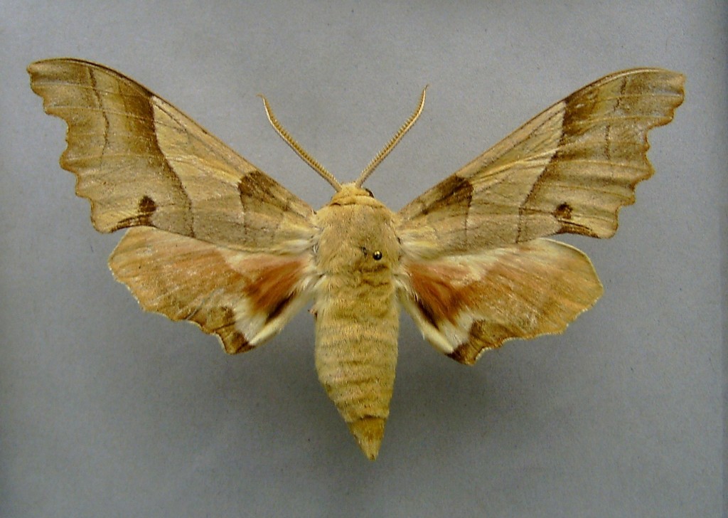 Oak Hawkmoth
