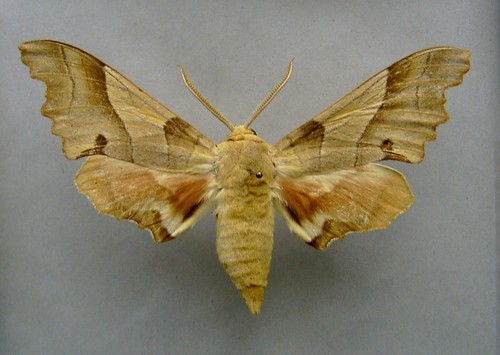 Oak Hawkmoth