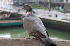 Columba palumbus