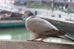 Columba palumbus