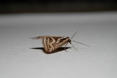 Dichromodes confluaria