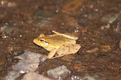 Platyplectrum fletcheri