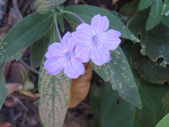 Ruellia jussieuoides