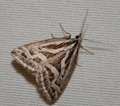 Dichromodes confluaria