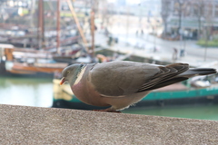 Columba palumbus