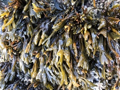 Pelvetiopsis limitata