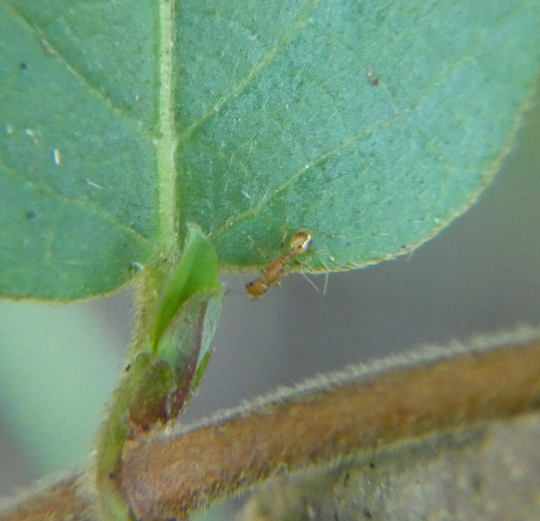 Temnothorax curvispinosus