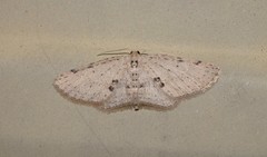 Poecilasthena scoliota