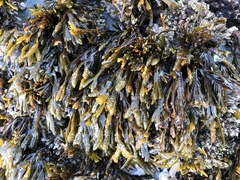 Pelvetiopsis limitata