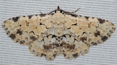 Sandava scitisignata