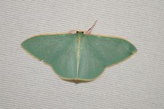 Chlorocoma assimilis