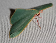 Chlorocoma assimilis