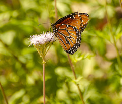 Danaus gilippus
