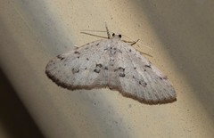 Poecilasthena scoliota