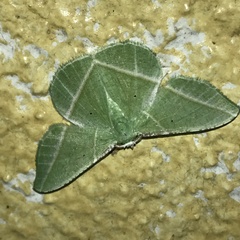 Dichorda illustraria